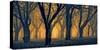 Schwartz - Woods Aglow-Don Schwartz-Stretched Canvas