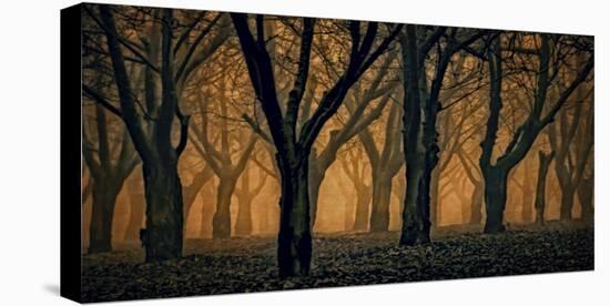 Schwartz - Woods Aglow-Don Schwartz-Stretched Canvas