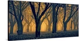 Schwartz - Woods Aglow-Don Schwartz-Stretched Canvas