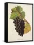 Sciaccarello Grape-J. Troncy-Framed Stretched Canvas