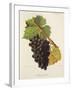 Sciaccarello Grape-J. Troncy-Framed Giclee Print