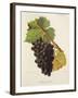 Sciaccarello Grape-J. Troncy-Framed Giclee Print