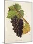 Sciaccarello Grape-J. Troncy-Mounted Giclee Print