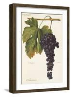 Sciascinoso Grape-A. Kreyder-Framed Giclee Print