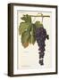 Sciascinoso Grape-A. Kreyder-Framed Giclee Print