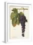 Sciascinoso Grape-A. Kreyder-Framed Giclee Print