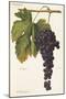 Sciascinoso Grape-A. Kreyder-Mounted Giclee Print