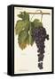 Sciascinoso Grape-A. Kreyder-Framed Stretched Canvas