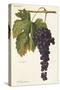 Sciascinoso Grape-A. Kreyder-Stretched Canvas