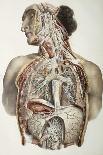 Respiratory Anatomy, 19th Century Artwork-Science Photo Library-Photographic Print