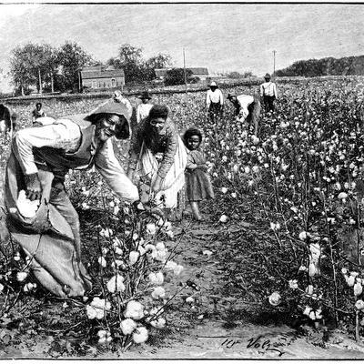 Cotton Industry, Early 20th Century