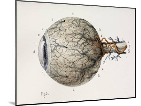 Photographic Print, , large