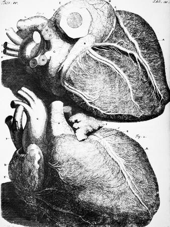 Heart Anatomy, 18th Century