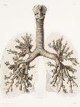 Respiratory Anatomy, 19th Century Artwork-Science Photo Library-Photographic Print