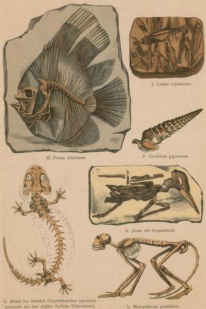 Illustrated Geology and Paleontology