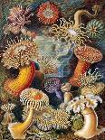 Corals-Science Source-Giclee Print