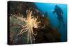 Scientific Diver Looks on at a Giant Starfish, Antarctic Peninsula-null-Stretched Canvas