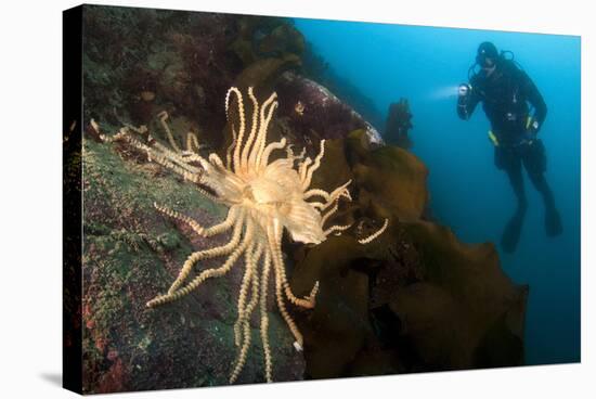 Scientific Diver Looks on at a Giant Starfish, Antarctic Peninsula-null-Stretched Canvas