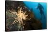 Scientific Diver Looks on at a Giant Starfish, Antarctic Peninsula-null-Stretched Canvas