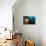 Scientific Diver Looks on at a Giant Starfish, Antarctic Peninsula-null-Photographic Print displayed on a wall