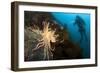 Scientific Diver Looks on at a Giant Starfish, Antarctic Peninsula-null-Framed Photographic Print