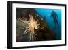 Scientific Diver Looks on at a Giant Starfish, Antarctic Peninsula-null-Framed Photographic Print