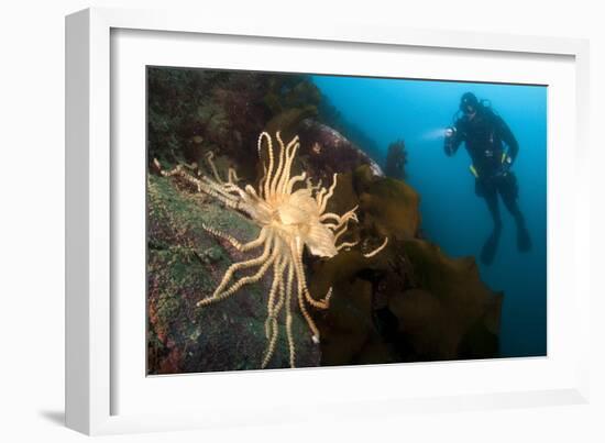 Scientific Diver Looks on at a Giant Starfish, Antarctic Peninsula-null-Framed Photographic Print
