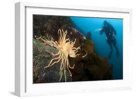 Scientific Diver Looks on at a Giant Starfish, Antarctic Peninsula-null-Framed Photographic Print