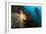 Scientific Diver Looks on at a Giant Starfish, Antarctic Peninsula-null-Framed Photographic Print