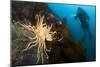 Scientific Diver Looks on at a Giant Starfish, Antarctic Peninsula-null-Mounted Photographic Print