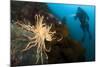 Scientific Diver Looks on at a Giant Starfish, Antarctic Peninsula-null-Mounted Photographic Print