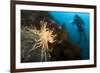 Scientific Diver Looks on at a Giant Starfish, Antarctic Peninsula-null-Framed Photographic Print