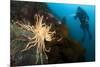 Scientific Diver Looks on at a Giant Starfish, Antarctic Peninsula-null-Mounted Photographic Print