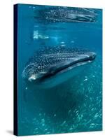 Scientist and Whale Shark (Rhincodon Typus) Feeding at the Surface-Louise Murray-Stretched Canvas