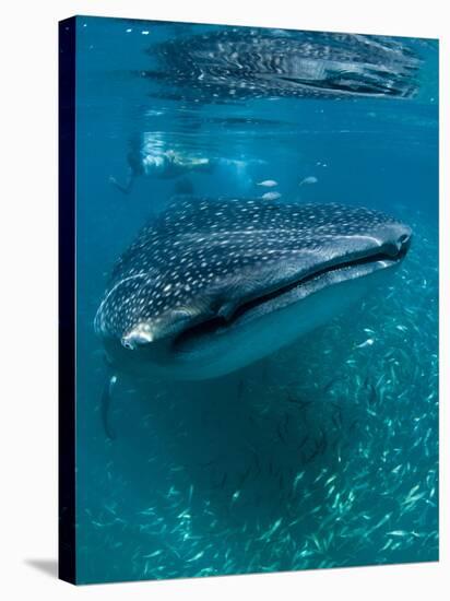 Scientist and Whale Shark (Rhincodon Typus) Feeding at the Surface-Louise Murray-Stretched Canvas