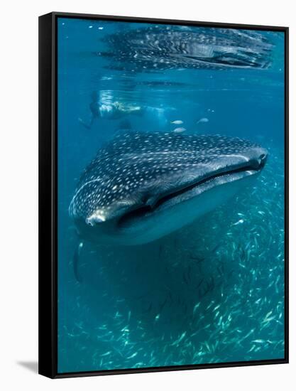 Scientist and Whale Shark (Rhincodon Typus) Feeding at the Surface-Louise Murray-Framed Stretched Canvas