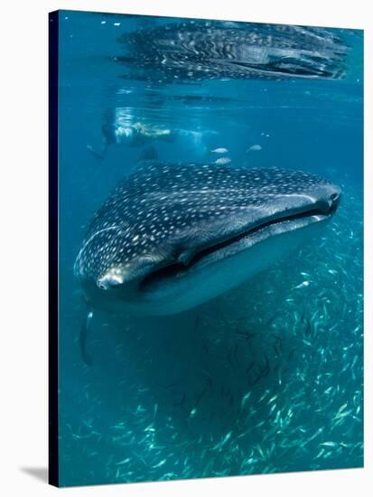 Scientist and Whale Shark (Rhincodon Typus) Feeding at the Surface-Louise Murray-Stretched Canvas