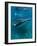 Scientist and Whale Shark (Rhincodon Typus) Feeding at the Surface-Louise Murray-Framed Photographic Print