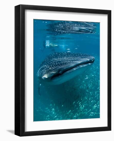 Scientist and Whale Shark (Rhincodon Typus) Feeding at the Surface-Louise Murray-Framed Photographic Print