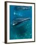 Scientist and Whale Shark (Rhincodon Typus) Feeding at the Surface-Louise Murray-Framed Photographic Print