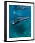 Scientist and Whale Shark (Rhincodon Typus) Feeding at the Surface-Louise Murray-Framed Photographic Print