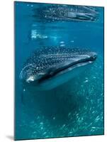 Scientist and Whale Shark (Rhincodon Typus) Feeding at the Surface-Louise Murray-Mounted Photographic Print