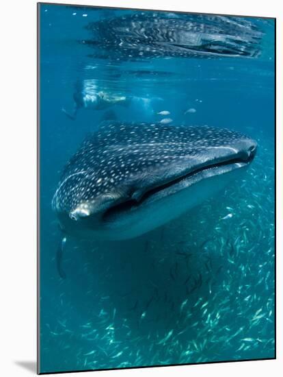 Scientist and Whale Shark (Rhincodon Typus) Feeding at the Surface-Louise Murray-Mounted Photographic Print