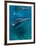 Scientist and Whale Shark (Rhincodon Typus) Feeding at the Surface-Louise Murray-Framed Photographic Print