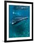 Scientist and Whale Shark (Rhincodon Typus) Feeding at the Surface-Louise Murray-Framed Photographic Print