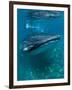 Scientist and Whale Shark (Rhincodon Typus) Feeding at the Surface-Louise Murray-Framed Photographic Print