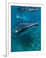 Scientist and Whale Shark (Rhincodon Typus) Feeding at the Surface-Louise Murray-Framed Photographic Print