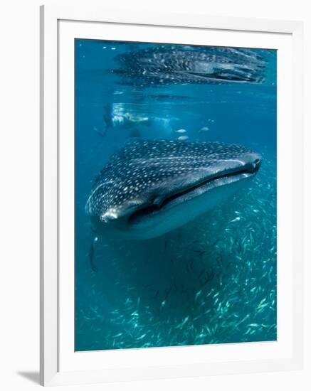 Scientist and Whale Shark (Rhincodon Typus) Feeding at the Surface-Louise Murray-Framed Photographic Print