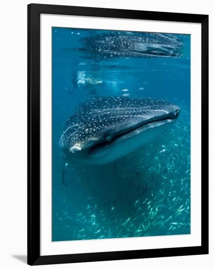 Scientist and Whale Shark (Rhincodon Typus) Feeding at the Surface-Louise Murray-Framed Photographic Print