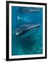 Scientist and Whale Shark (Rhincodon Typus) Feeding at the Surface-Louise Murray-Framed Photographic Print
